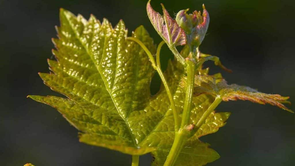 bouton floral vignes vins Béarn Madiran