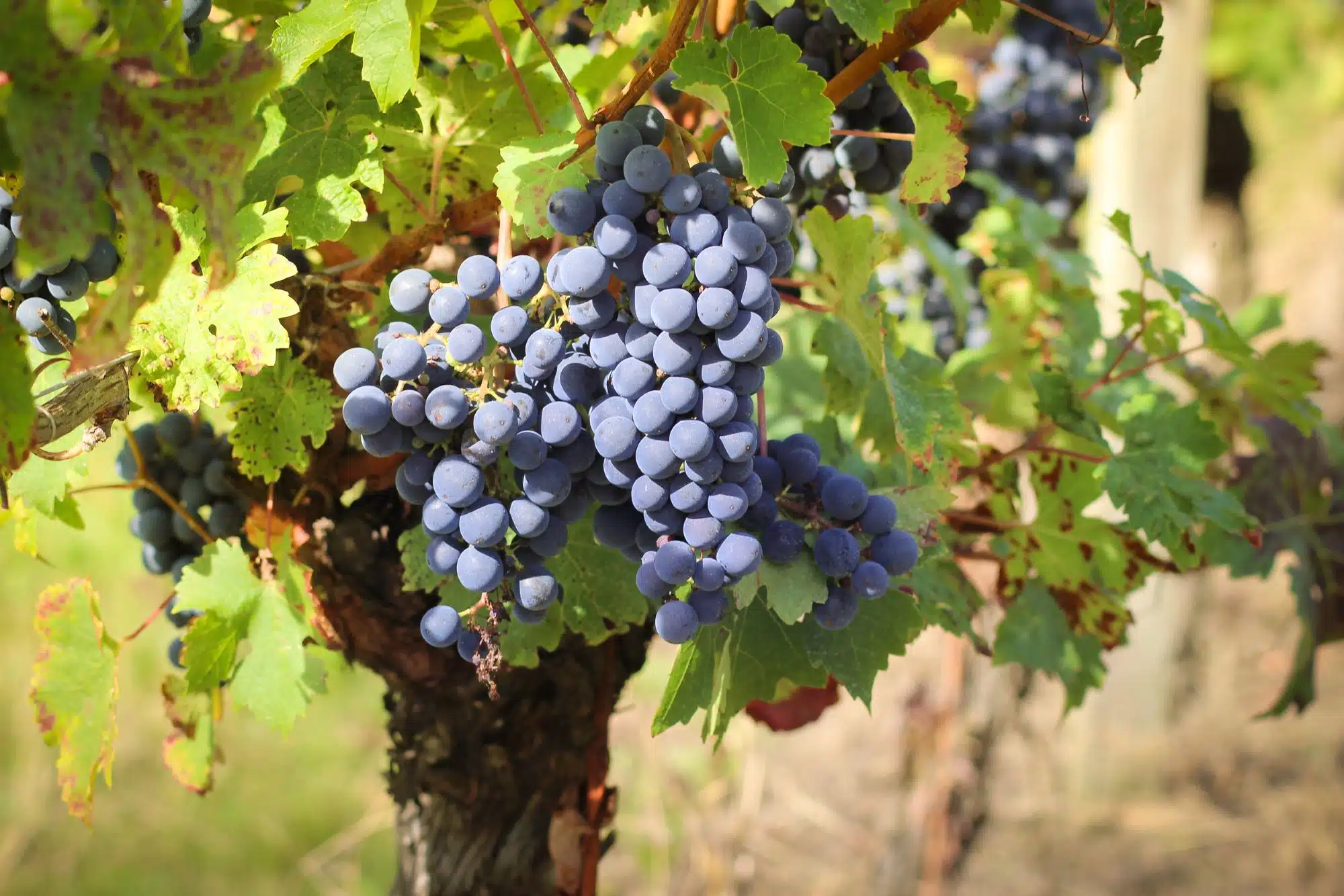 vins vignobles œnotourisme Madiran Pacherenc