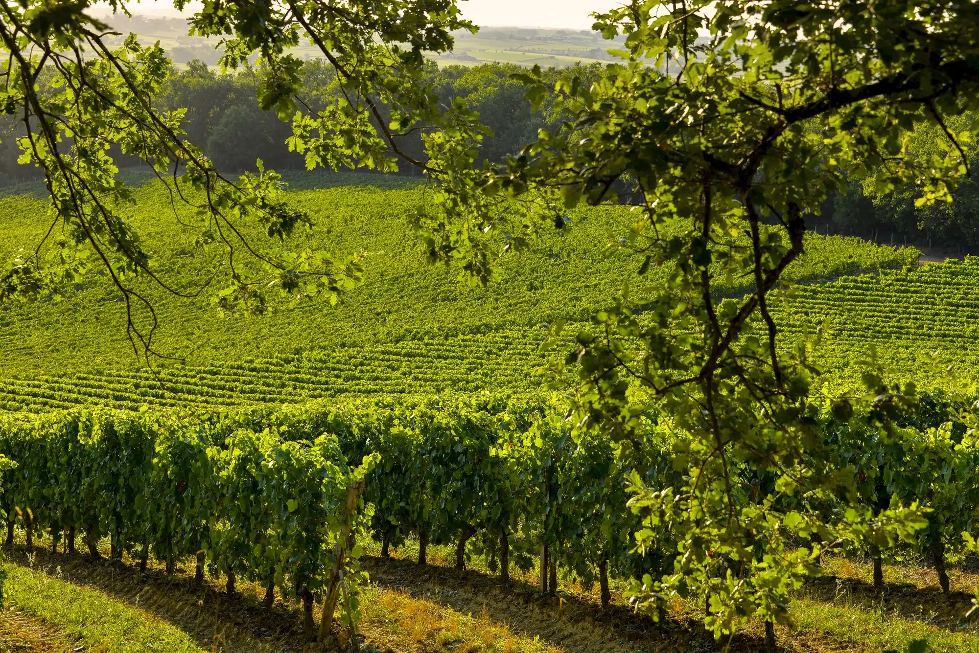 vins vignobles œnotourisme Madiran Pacherenc