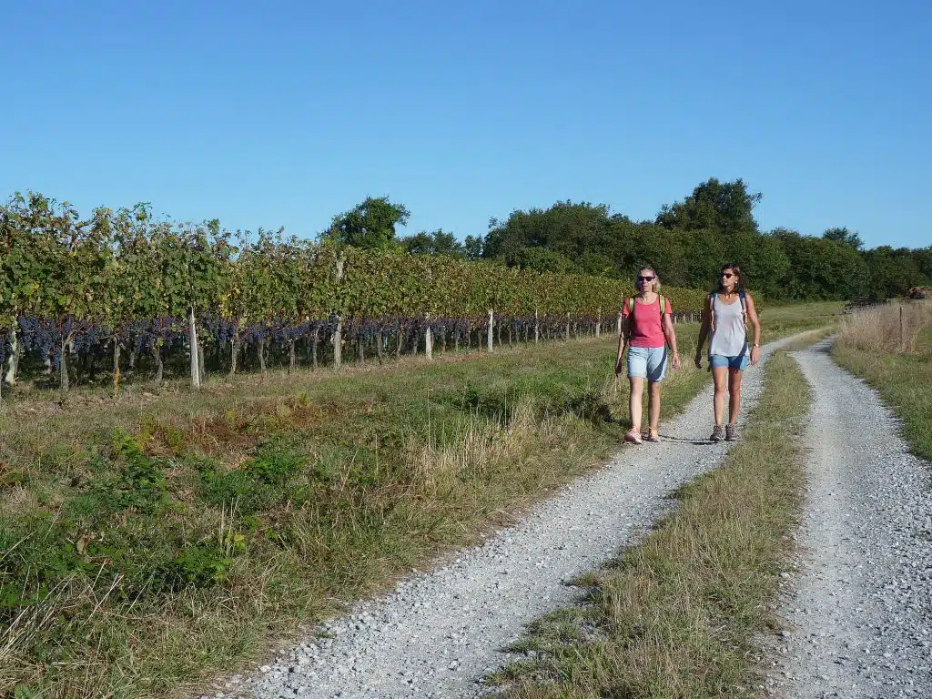 balades randonnées vignes vignobles Béarn Madiran
