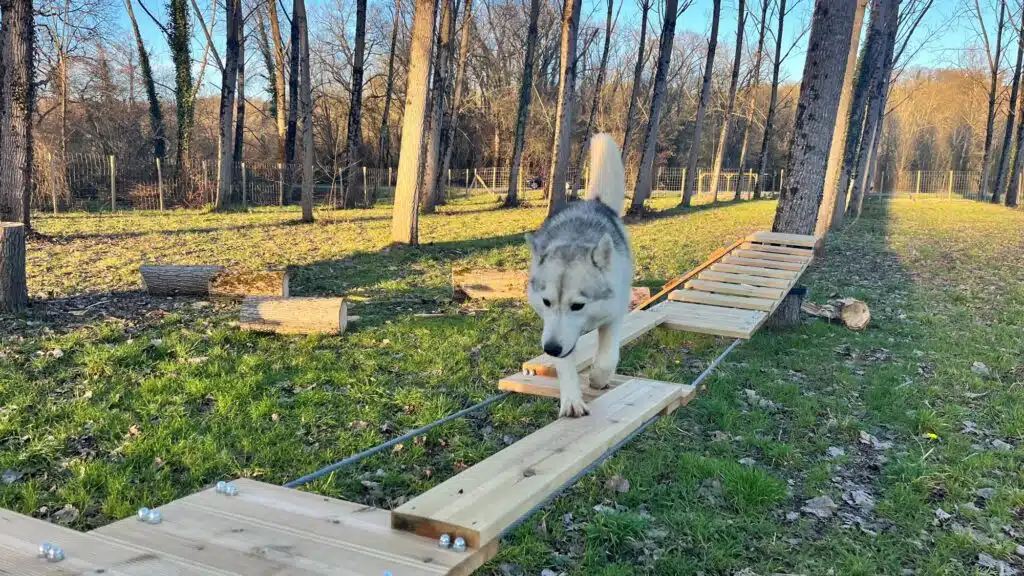 chien activités accrobranche parc canin