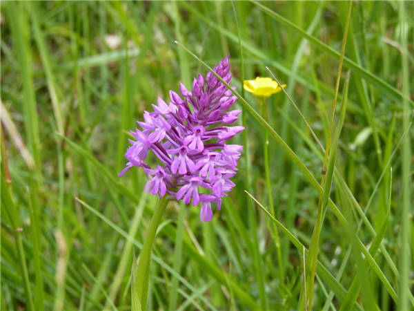 1 orchidées sauvages vic-bilh credit tourisme nord bearn madiran (6)