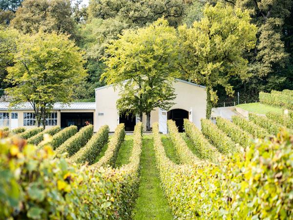 Diusse Château de Diusse @Château Diusse oct 2024 (3)