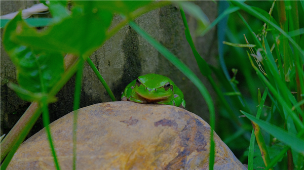 Les grenouilles et la mare, à la Cueillette de l'Aragnon