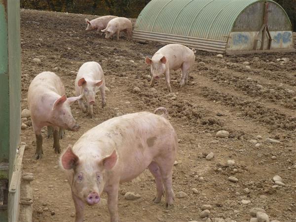 La Ferme aux jambons - EARL TAILLEUR
