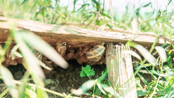 Lannecaube ferme escargots©MMALVEZIN (5)