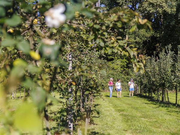 Lembeye verger Tourisme Béarn Madiran © Courte Échelle 2025 -  M29A9564
