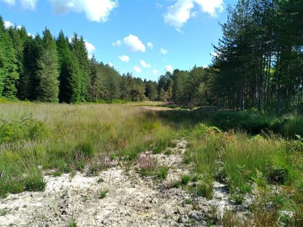 Landes humides bois de la Seube Mazerolles 2