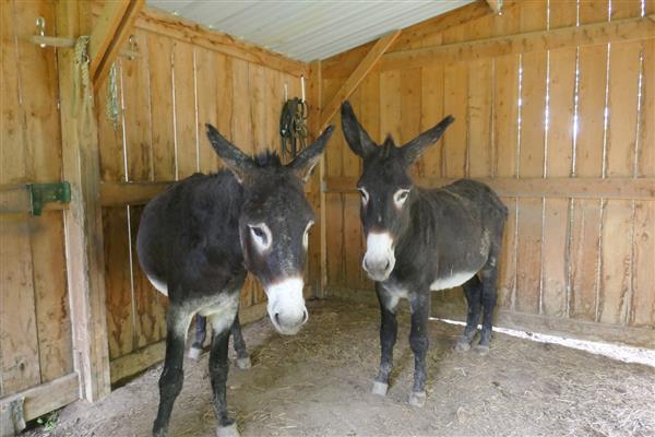 Mazerolles Borda d'Arsaut © Tourisme Coteaux Béarn Madiran (17) 