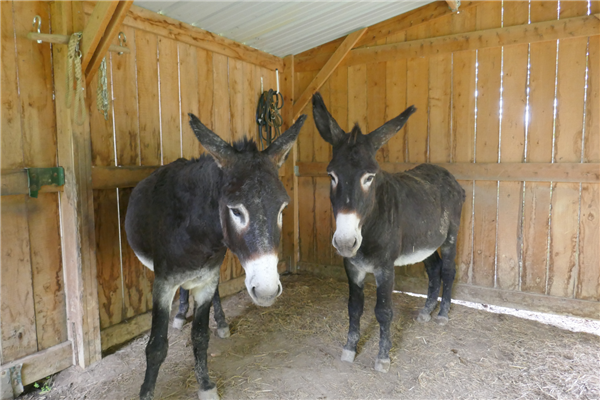 Mazerolles Borda d'Arsaut © Tourisme Coteaux Béarn Madiran (17)