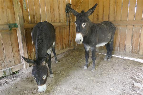Mazerolles Borda d'Arsaut © Tourisme Coteaux Béarn Madiran (18) 