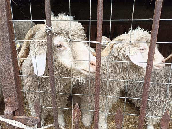 Mazerolles Borda d'Arsaut chèvre