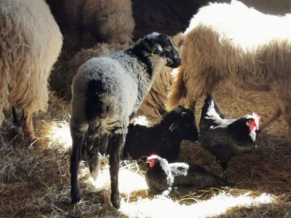 Méracq Bibane poules landaises © Bibane