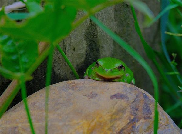 Conte sur les grenouilles et observations, à la Cueillette de l'Aragnon