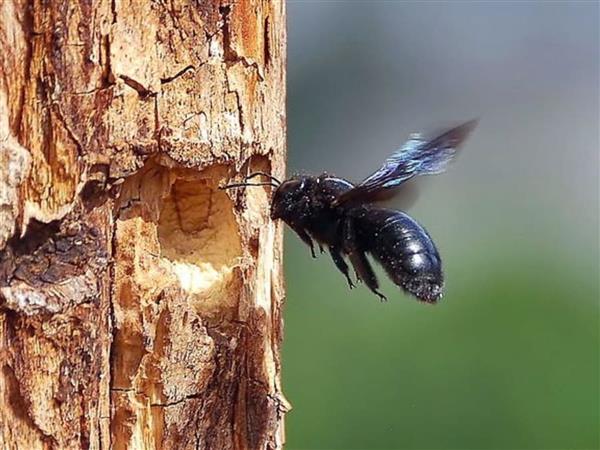 animation sur les insectes