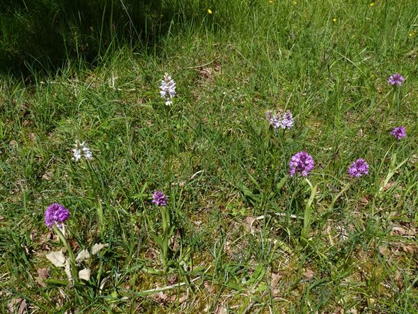 orchidées sauvages arricau-bordes vic-bilh credit tourisme madiran nord bearn 2019 (1)